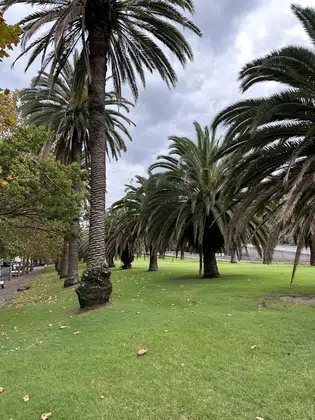 Sydney Palm Garden Walk
